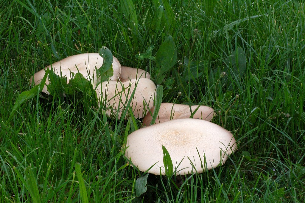 Agaricus nel campo di golf.